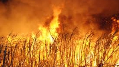 Incêndio queima mais de 20 hectares de cana-de-açúcar em Dourados, MS