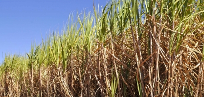 Nesse ritmo de produção, setor sucroenergético não atenderá a demanda de 2024