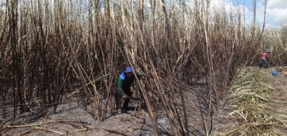 Pesquisa aponta riscos do trabalho em canaviais de AL