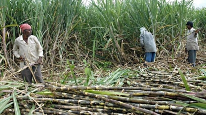 Efeito Ásia continua sustentando alta dos preços do açúcar