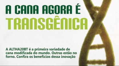 A cana agora é transgênica