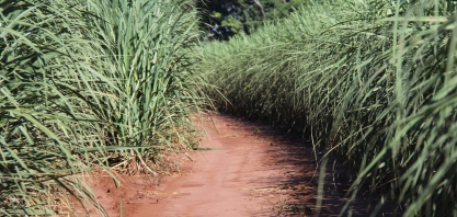 Chuvas revigoram canaviais no interior paulista