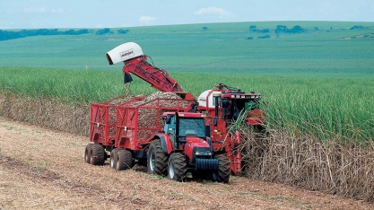 Canaviais do Paraná são poupados de geadas desta semana, diz Alcopar