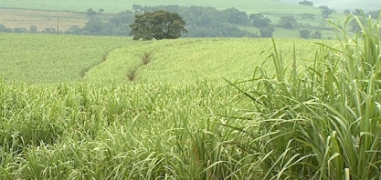 Chuva melhora cultivo de cana de açúcar no Sertão