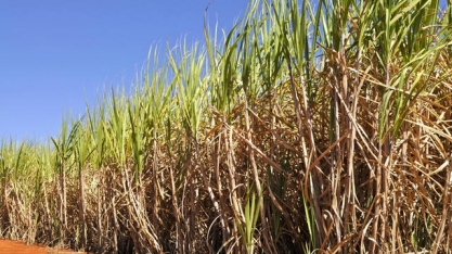 Produtor de cana torce por remuneração boa para renovar o canavial