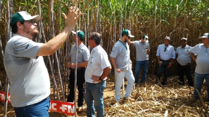 Nematóides, praga que pode reduzir até 50% a produtividade do canavial, tem novas opções de controle