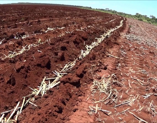 O espaçamento adequado contribui para o aumento da produção