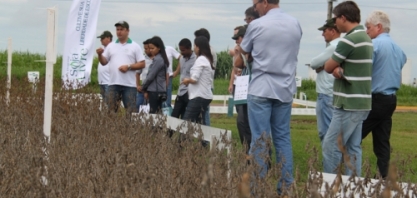 Soja convencional é alternativa em áreas com plantas daninhas resistentes ao glifosato