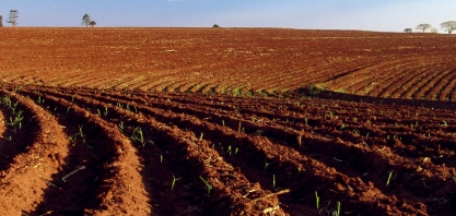 Usina não pode terceirizar colheita e plantio de cana-de-açúcar