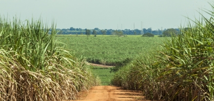 CTBE | CNPEM apresentam panorama da safra dos estados de São Paulo e Goiás no mês de dezembro