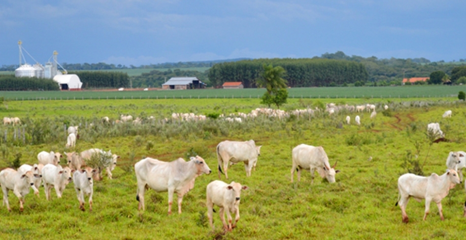 Pastagem com lavoura no entorno: realidade cada vez mais contante em Mato Grosso do sul — Foto: Anderson Viegas/G1 MS