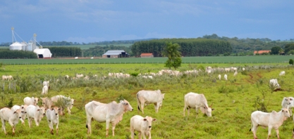 Em nove anos, pecuária ‘perde’ 3 milhões de hectares para a agricultura em MS, aponta governo