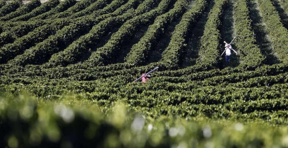 Plantio de café em Santo Antônio do Jardim (SP) 06/02/2014 REUTERS/Paulo Whitaker Foto: Reuters