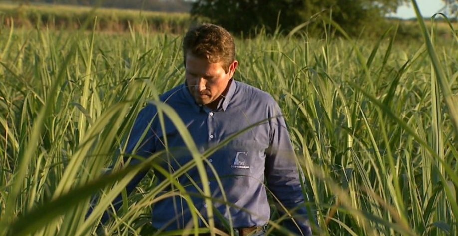 O engenheiro agrônomo Rodrigo Ortolan, em Sertãozinho, SP — Foto: Reprodução/EPTV