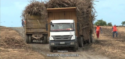 Censo agropecuário mostra redução na área plantada de cana-de-açúcar em AL