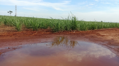 Verão chuvoso no Centro-Sul é fermento para os canaviais, levando usinas a anteciparem a moagem