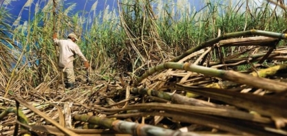 Pior seca em 40 anos devasta plantações de cana na Tailândia