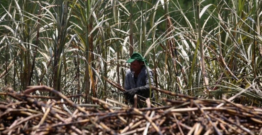 Houve uma queda no preço básico da commodity entre 15% e 21%, nos últimos trinta dias, depois de um período em que havia a sinalização de recuperação. (Foto: Teresa Maia / Arquivo DP.Foto)