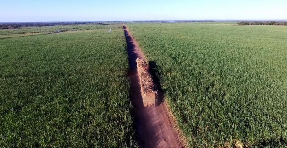 União é a cidade com maior produção de cana de açúcar do Piauí — Foto: Reprodução/TV Clube