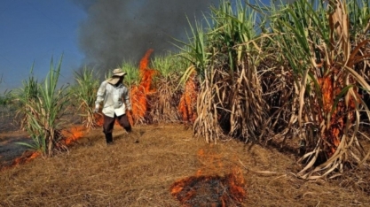 Tailândia tem menor safra de cana em 10 anos em 2019/20 devido a impactos de seca