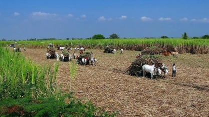 Colheita de cana-de-açúcar da Índia tem atrasos com impactos da Covid-19 no país