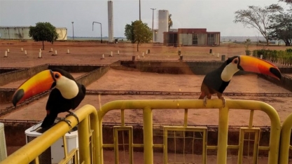 Tucanos visitam diariamente unidade industrial da Usina Caeté – Unidade Pauliceia