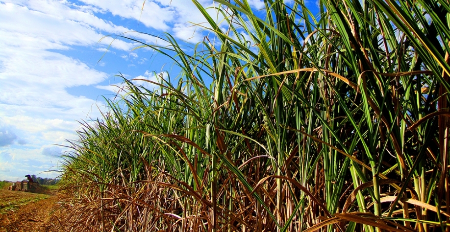 Terceiro Eixo consiste em colher os canaviais seguindo uma lógica de idade, iniciando a safra com as canas mais novas e finalizando com as mais antigas