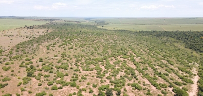 Corredor Ecológico de Mata Atlântica na região do Pontal do Paranapanema ganhará mais 118 mil mudas até 2022