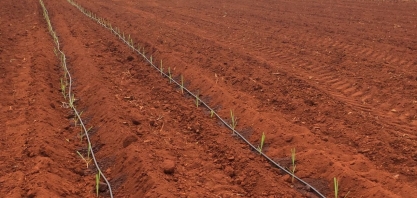 IAC desenvolve pesquisas para o uso mais eficiente da água durante a produção e o transplantio de mudas pré-brotadas