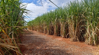 Estão a caminho novas possibilidades para o setor sucroenergético