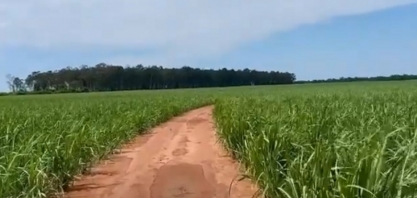 Manejo agrícola eficiente aliado às chuvas faz com que o plantio de cana na Usina Atena seja um sucesso