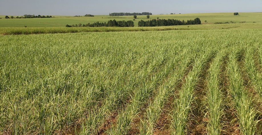 Biológicos têm o poder de transformar a matéria orgânica, reciclar nutrientes, estimular o crescimento das raízes, proteger a planta e solubilizar fosfato e minerais de potássio. Foto: Arquivo CanaOnline