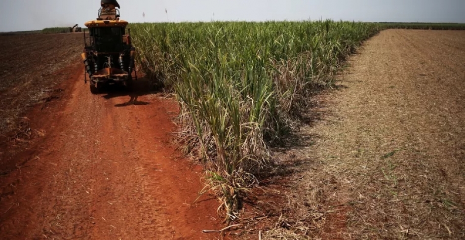 Colheita de cana-de-açúcar em usina em Ribeirão Preto (SP) (Foto: REUTERS/Nacho Doce)