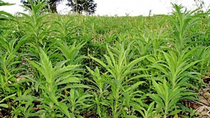 Saiba quais as espécies mais comuns de plantas daninhas e como combatê-las