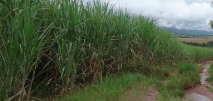 Chuvas antecipadas alertam para a necessidade de aplicação de herbicidas para época úmida