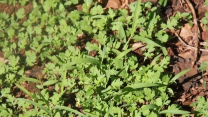 Os benefícios em aliar glifosato a um herbicida de longo residual no momento da dessecação do canavial