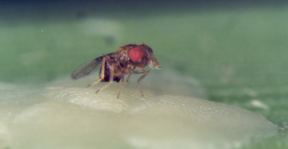 Trichogramma galloi: eficiente no controle da broca-da-cana. Foto: Divulgação Global Cana