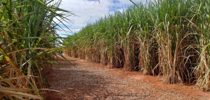 Canaviais colhidos no mês de setembro alcançaram 83,2 toneladas por hectare, recorde para o período