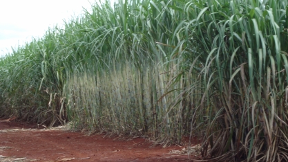 Produtividade média da cana cresce 15 toneladas por hectare