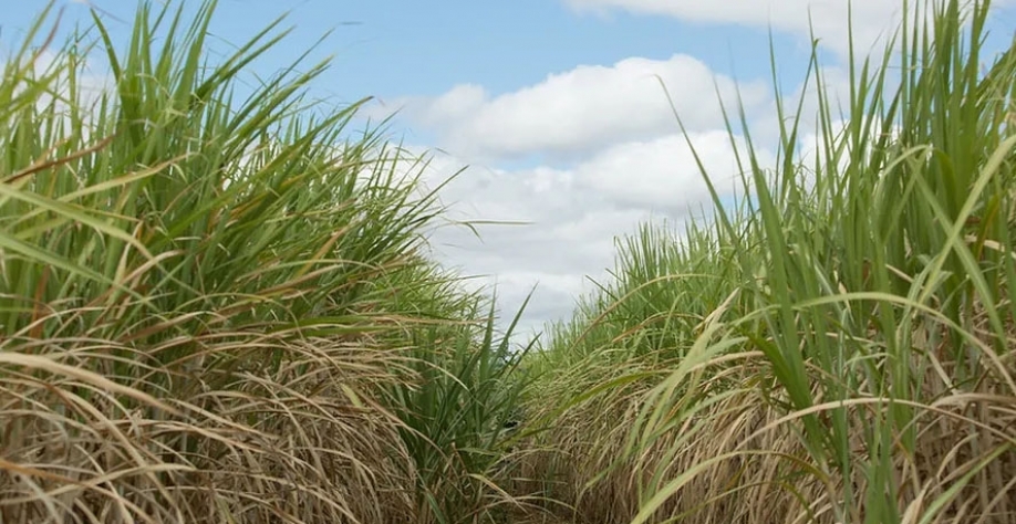 Os recursos serão utilizados na manutenção dos canaviais do grupo e no aumento da capacidade da produção de bioenergia 'verde' — Foto: Wenderson Araujo/CNA