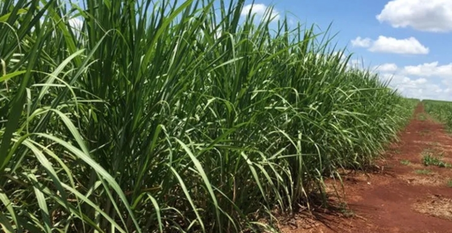 Após moagem da cana da BP Bunge, resíduos vão garantir produção de biometano — Foto: Globo Rural