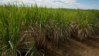 Lucro da Adecoagro cresceu 30 vezes no 4º trimestre, para US$ 82 milhões