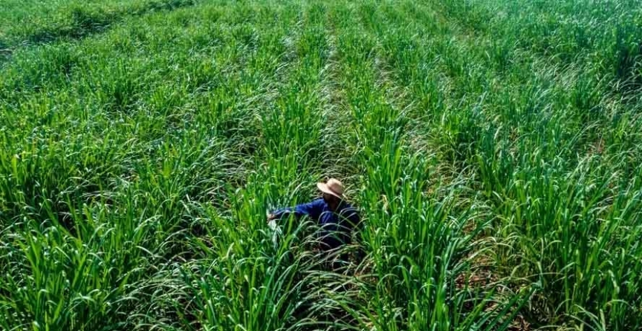 Cultivo de variedades de cana energia da Nuseed em Pirassununga (SP) — Foto: Divulgação