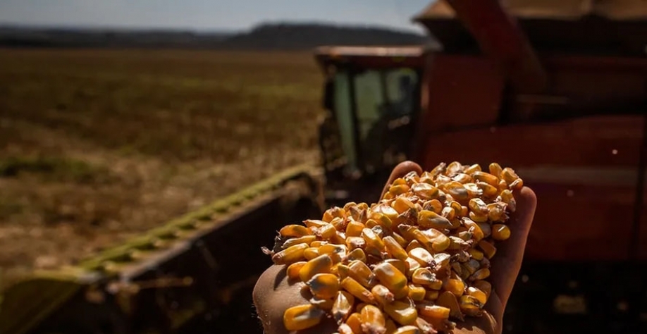 Produção de milho em Mato Grosso do Sul é estimad em 11,4 milhões de toneladas — Foto: Wenderson Araujo/CNA