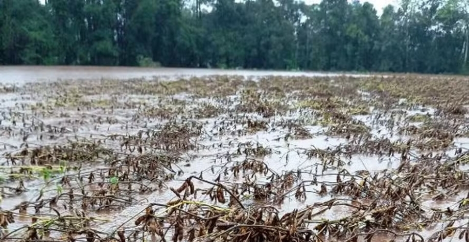 Perdas causadas pelas chuvas nas lavouras de soja no Rio Grande do Sul ainda são contabilizadas — Foto: Emater-RS/Divulgação