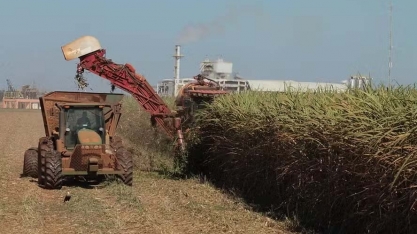 Cocal eleva lucro em 1% na temporada 2023/24