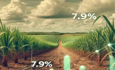 Produtividade da Cana-de-Açúcar em Mato Grosso do Sul cai 7,9% na safra